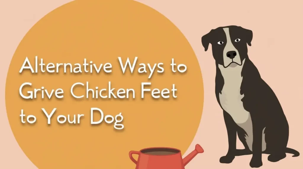 Alternative Ways to Give Chicken Feet to Your Dog