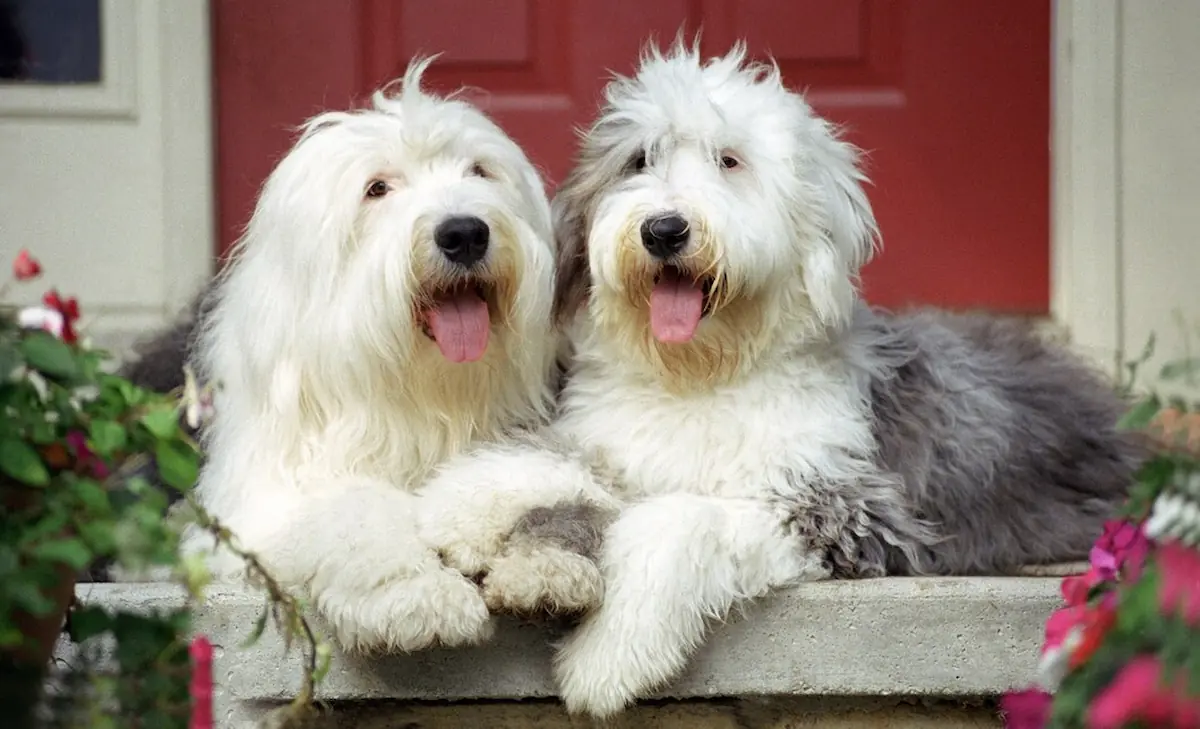 AussieDoodle