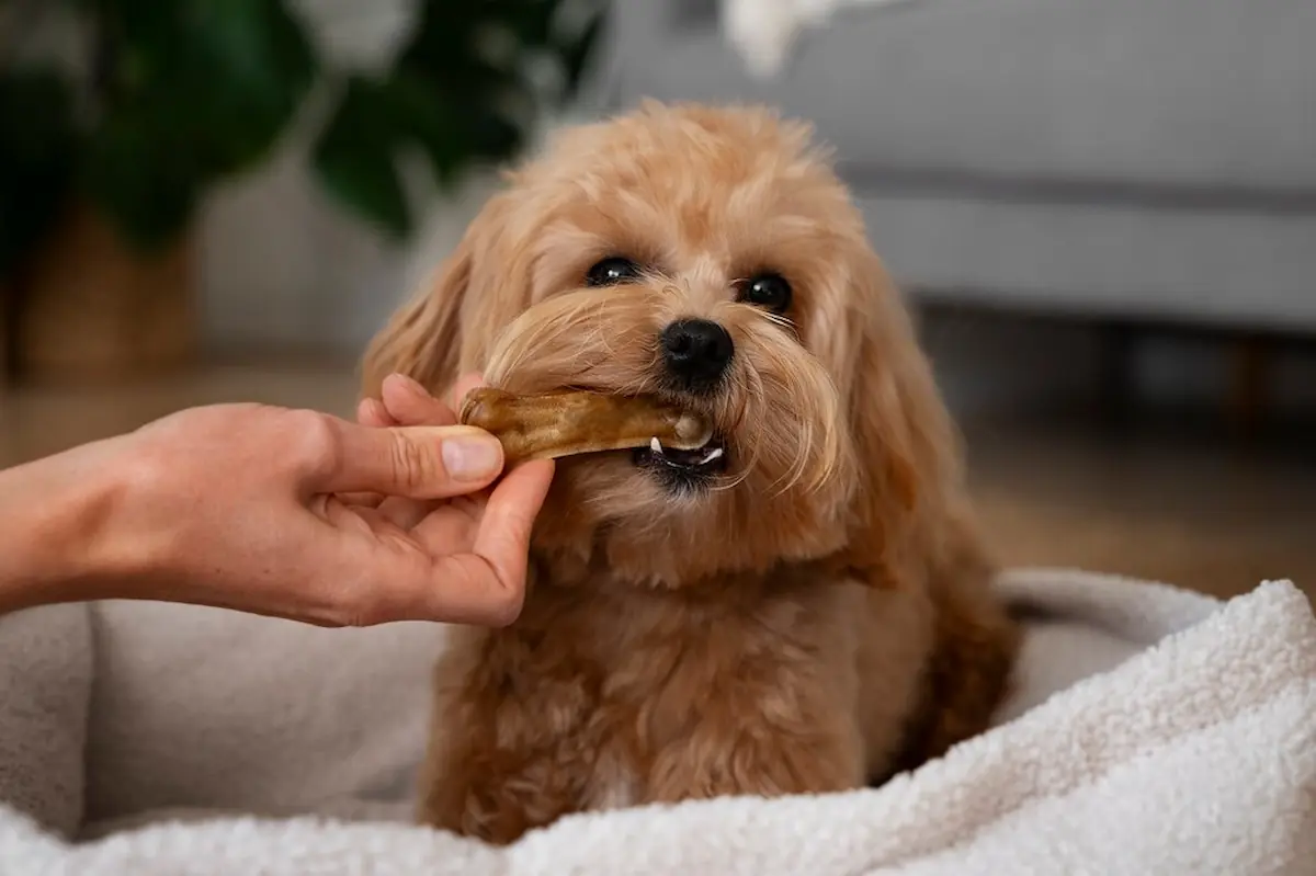 Can Dogs Eat Beef Jerky