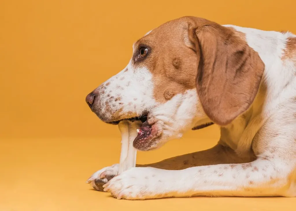 Can Dogs Eat Chicken Broth