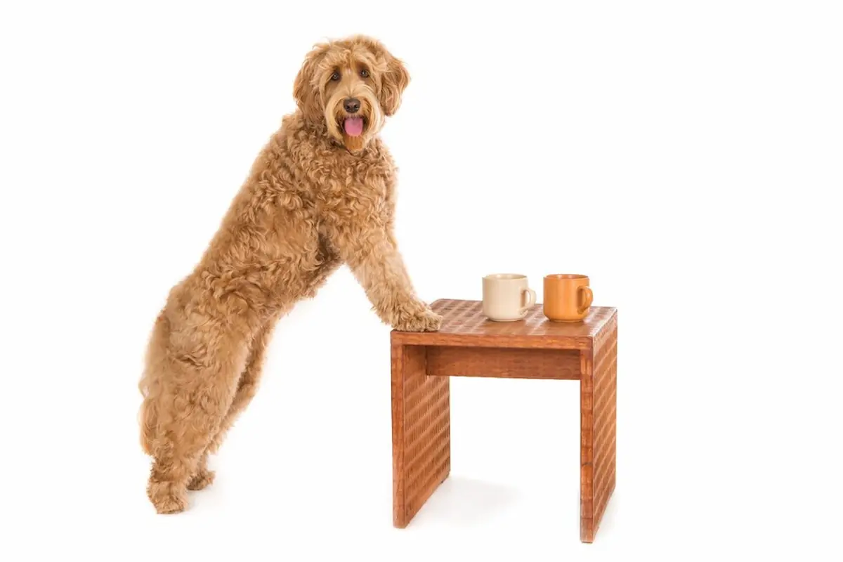 Goldendoodle Lifespan