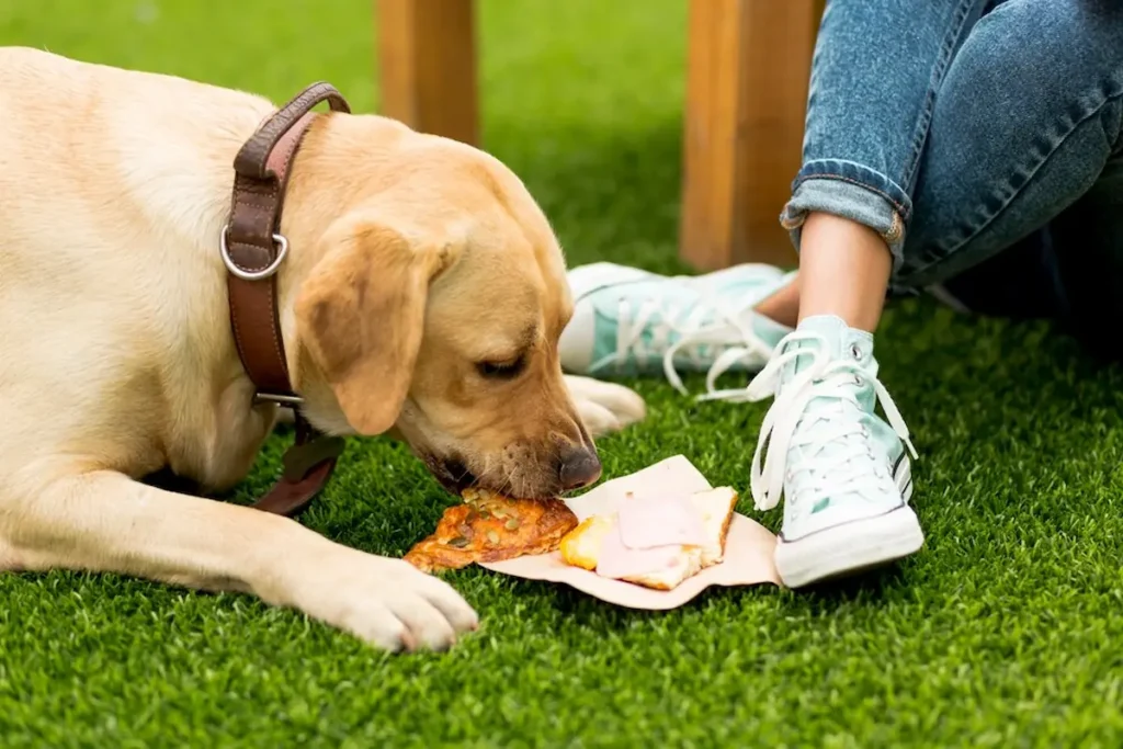 Health Benefits of Chicken Broth for Dogs