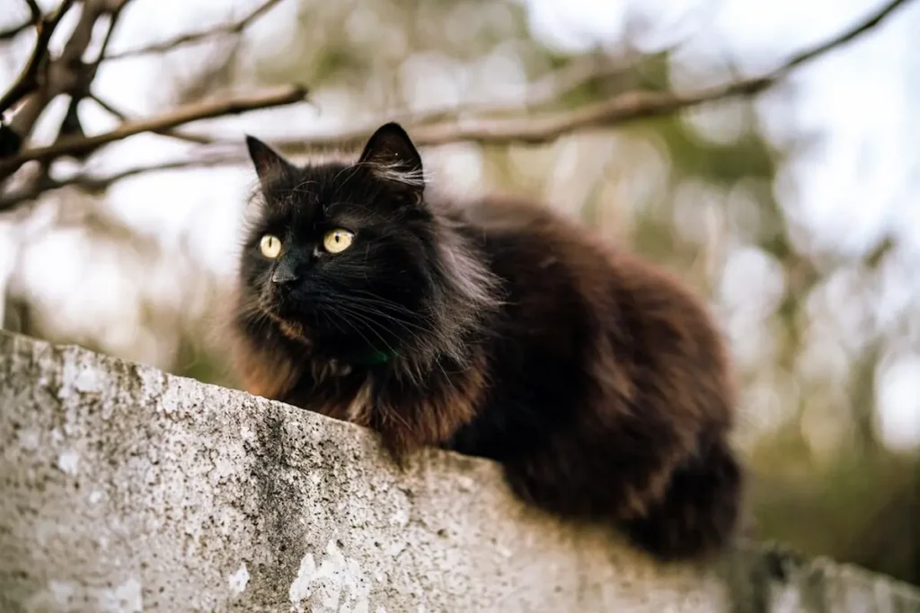 Health Considerations for Black Maine Coon Cats