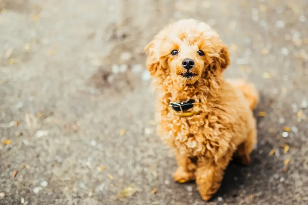 Lifespan by Size and Type goldendoodle