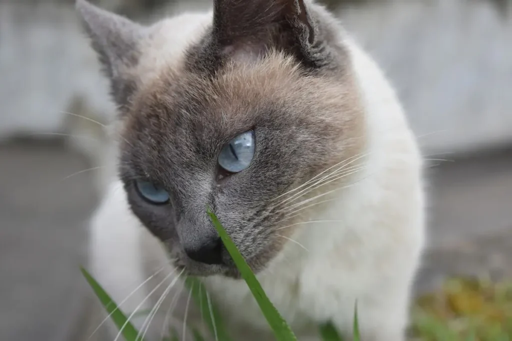 Personality Traits of Blue Point Siamese Cats