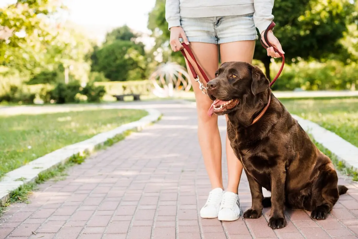 Service Dog Training