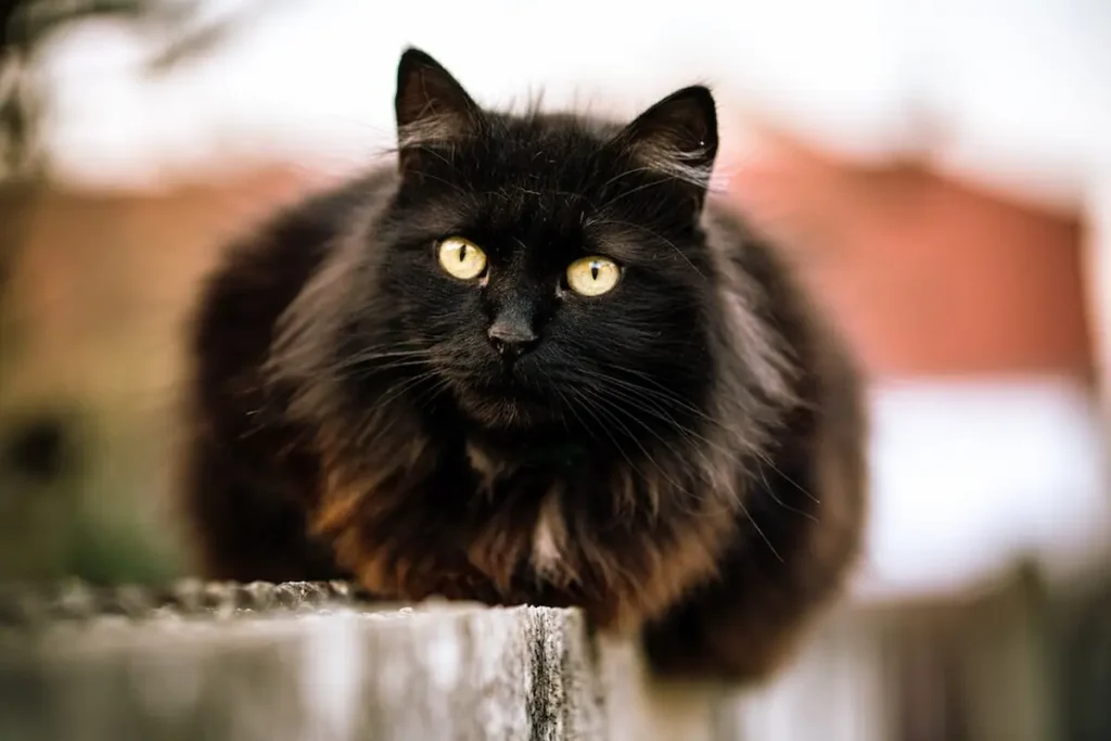 The Genetics of Black Maine Coon Cats