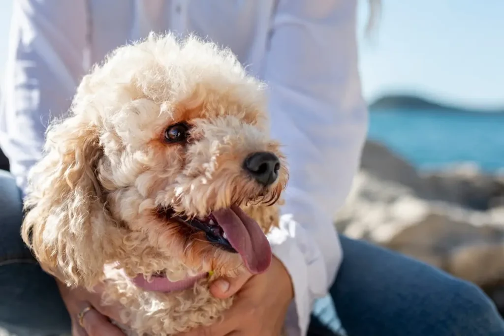 The Role of a Balanced Diet in a Goldendoodle’s Lifespan