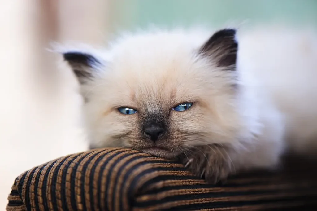 Blue Point Siamese Cats