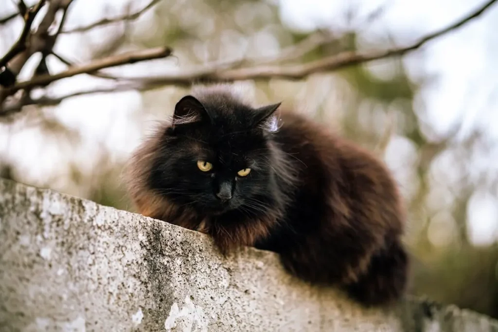 Black Maine Coon Cat