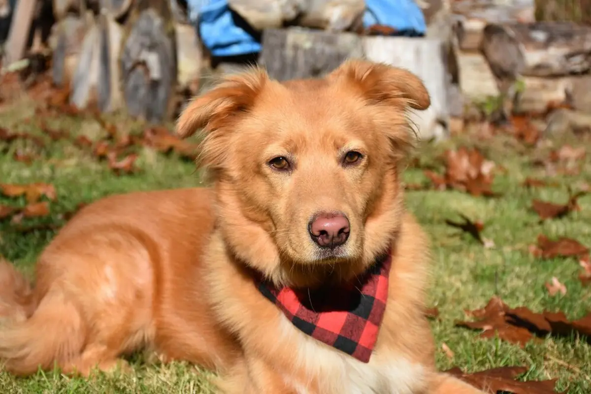 Golden Retriever German Shepherd Mix