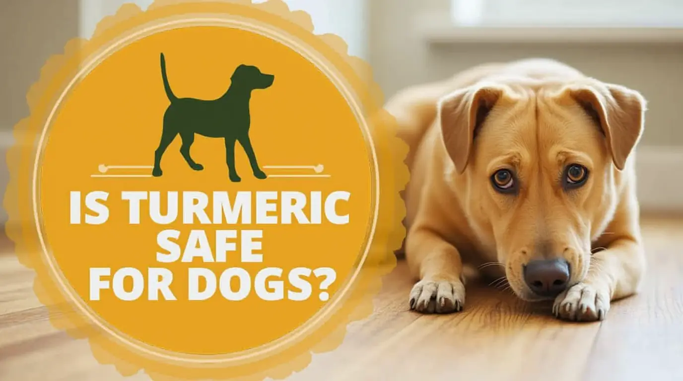 Is Turmeric Safe for Dogs? Understanding the Side Effects