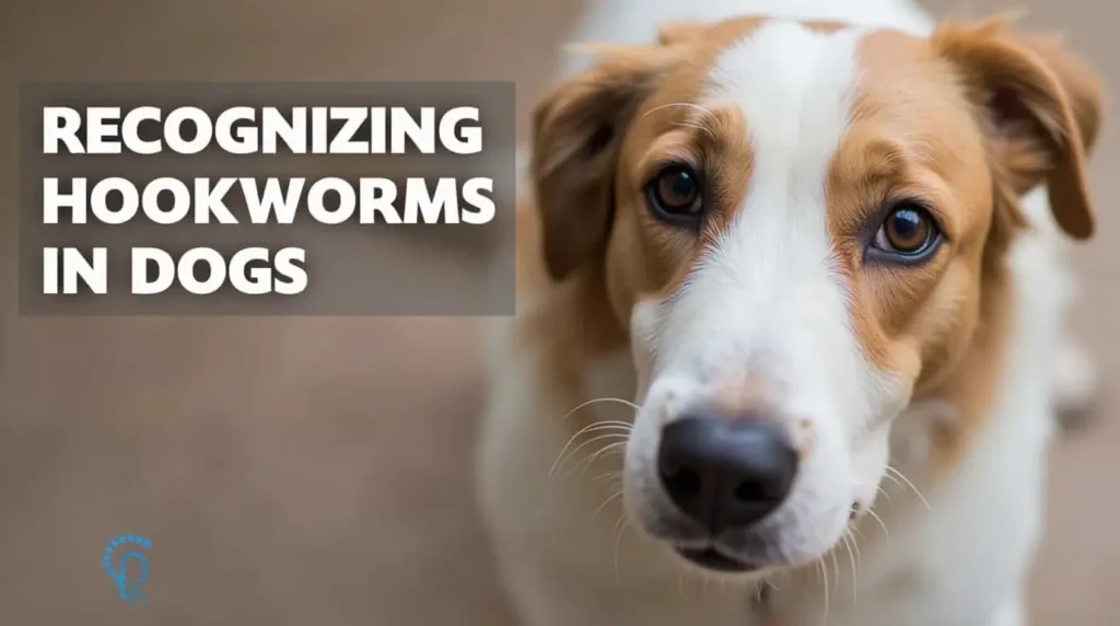 Recognizing Hookworms in Dogs Symptoms