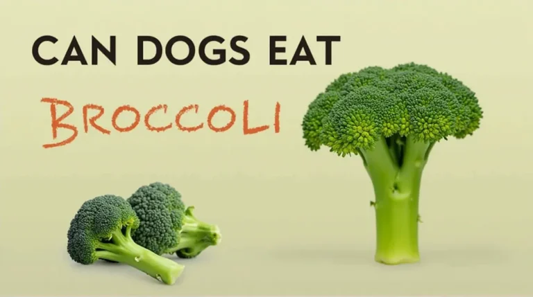 Can Dogs Eat Broccoli